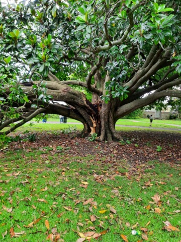 Magnolia tree