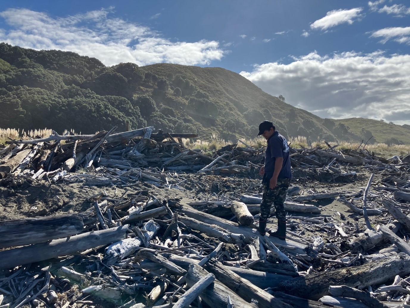Tikapa Beach woody debris 2024